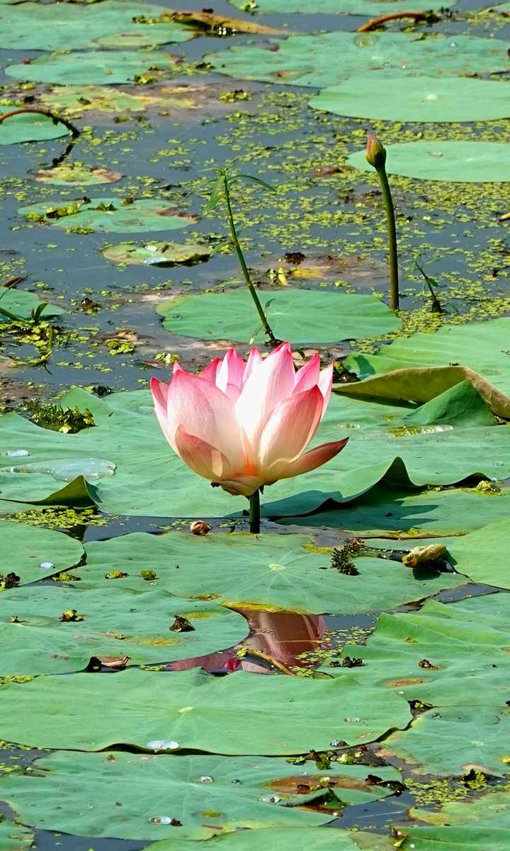 parthosarathi_b's tweet image. Let&apos;s see those beautiful flowers, 
It&apos;s #FlowersOnFriday 💐🪷