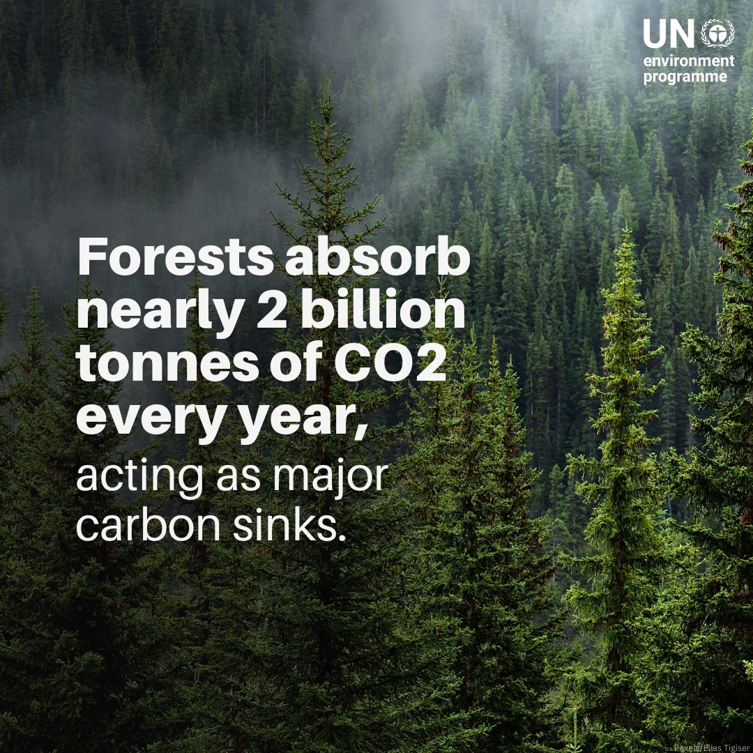 UNEP's tweet image. Yet one more reason to protect forests, #ForPeopleForPlanet.