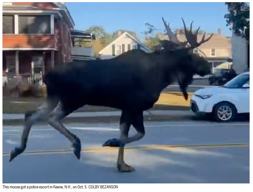 A moose runs loose, a driver gets too close to an #MBTA bus, a <a href="/BostonGlobe/">The Boston Globe</a> mailbox is rescued, and other odd tales from my latest #BlotterTales column... 

bostonglobe.com/2025/10/17/met…