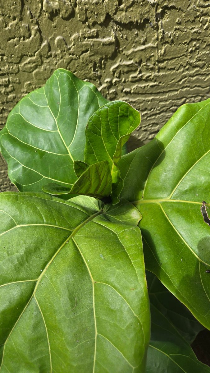 abidebyfaith's tweet image. These pictures are just 5 days apart. I pruned this fiddle leaf fig like a 1.5 months ago and it&apos;s just all of a sudden growing new leaves 🤷🏾‍♀️.
#fiddleleaffig