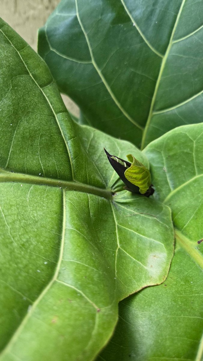 abidebyfaith's tweet image. These pictures are just 5 days apart. I pruned this fiddle leaf fig like a 1.5 months ago and it&apos;s just all of a sudden growing new leaves 🤷🏾‍♀️.
#fiddleleaffig