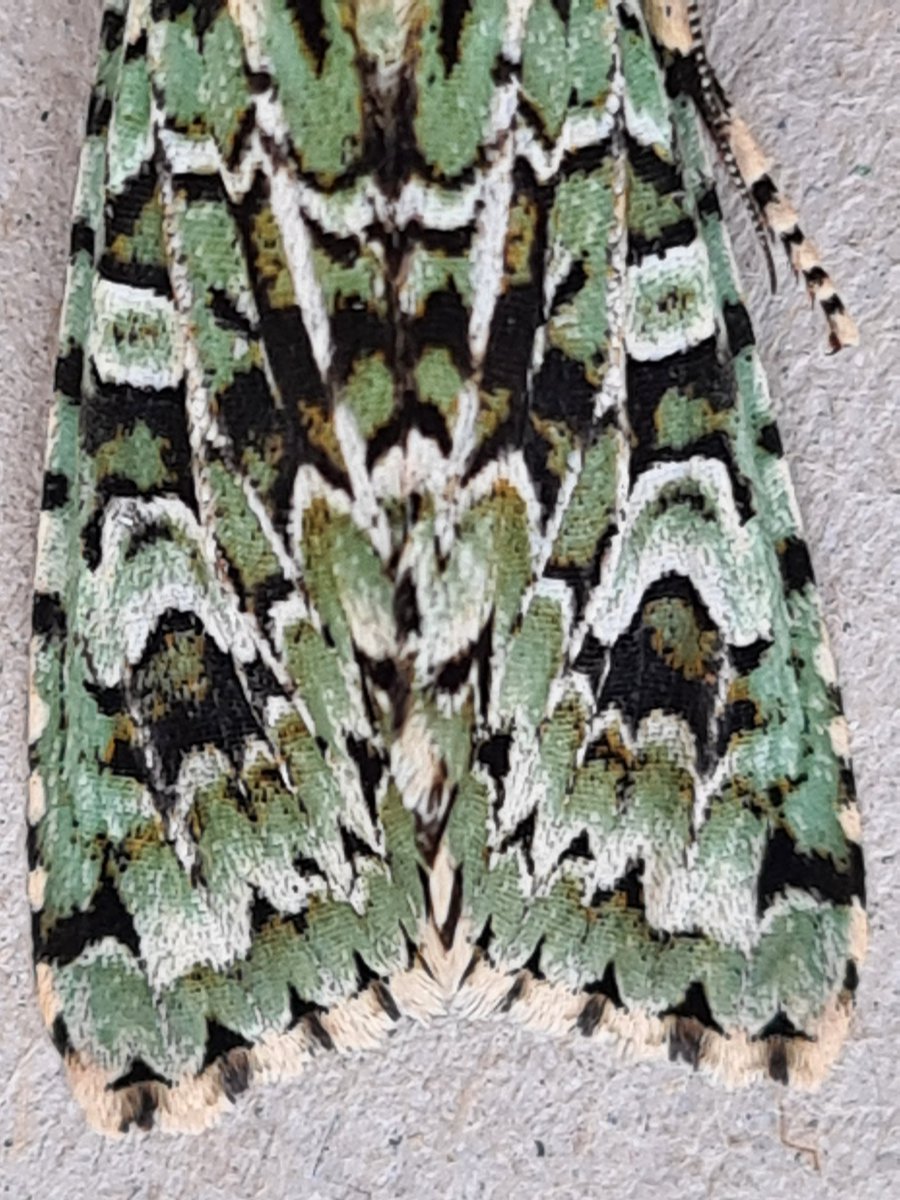 RareChat tweet media