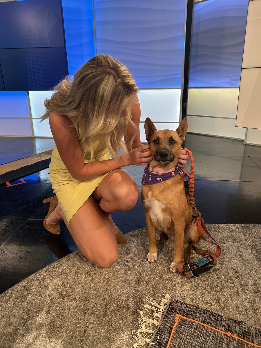avakershner's tweet photo. One of the cute pups that will be at Howl-o-ween Hounds MEGA Adoption event! 11-3 on Saturday at Grossmont Center🐾 https://t.co/utvXYDb8S1
