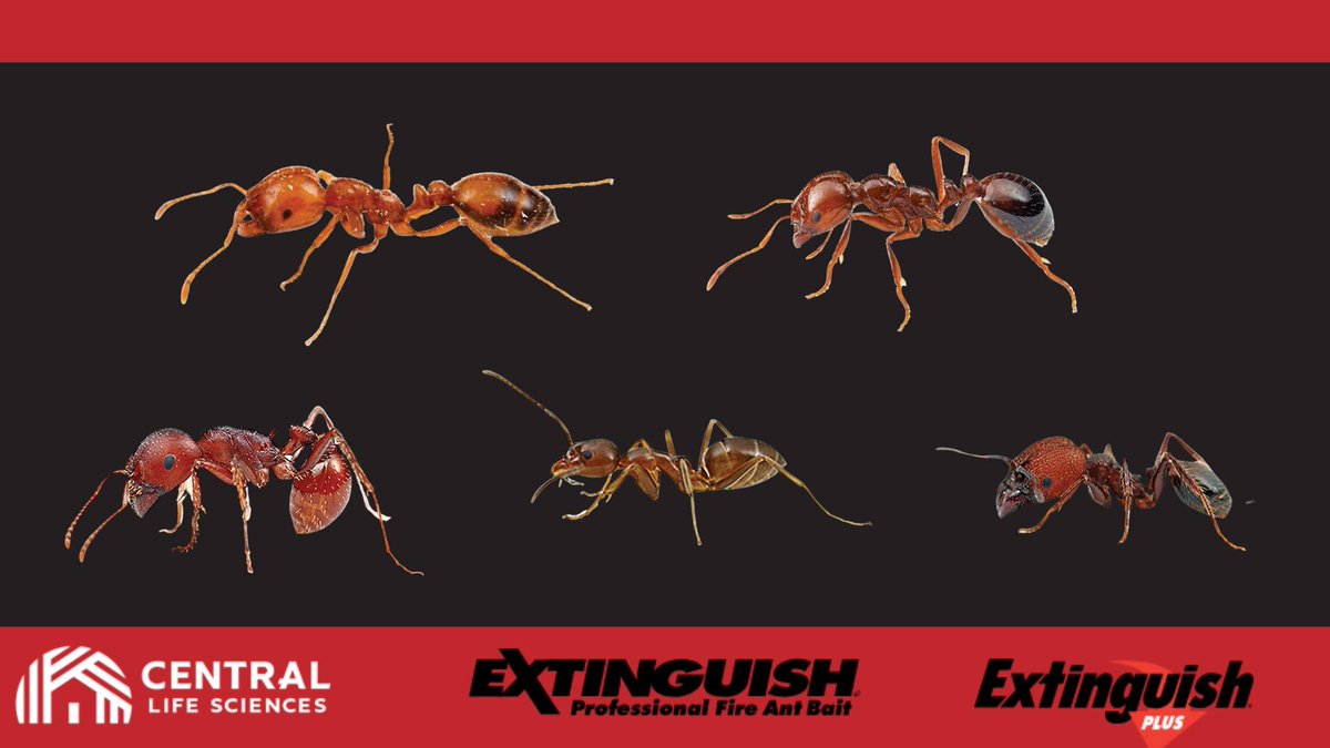 ExtinguishCLS's tweet image. Before you can effectively treat for fire ants, it&apos;s important to understand which species you&apos;re up against, because each brings its own brand of damage. Here&apos;s a guide to identifying the most common fire ant threats and how to control them with proven solutions!…