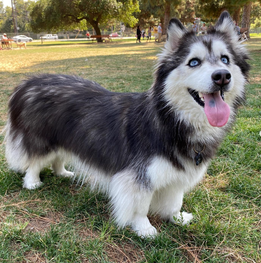 vetselection_de's tweet photo. So niedlich ist ein Horgi, eine Kreuzung zwischen Husky und Corgi 😍 https://t.co/aUTJdOCsAS