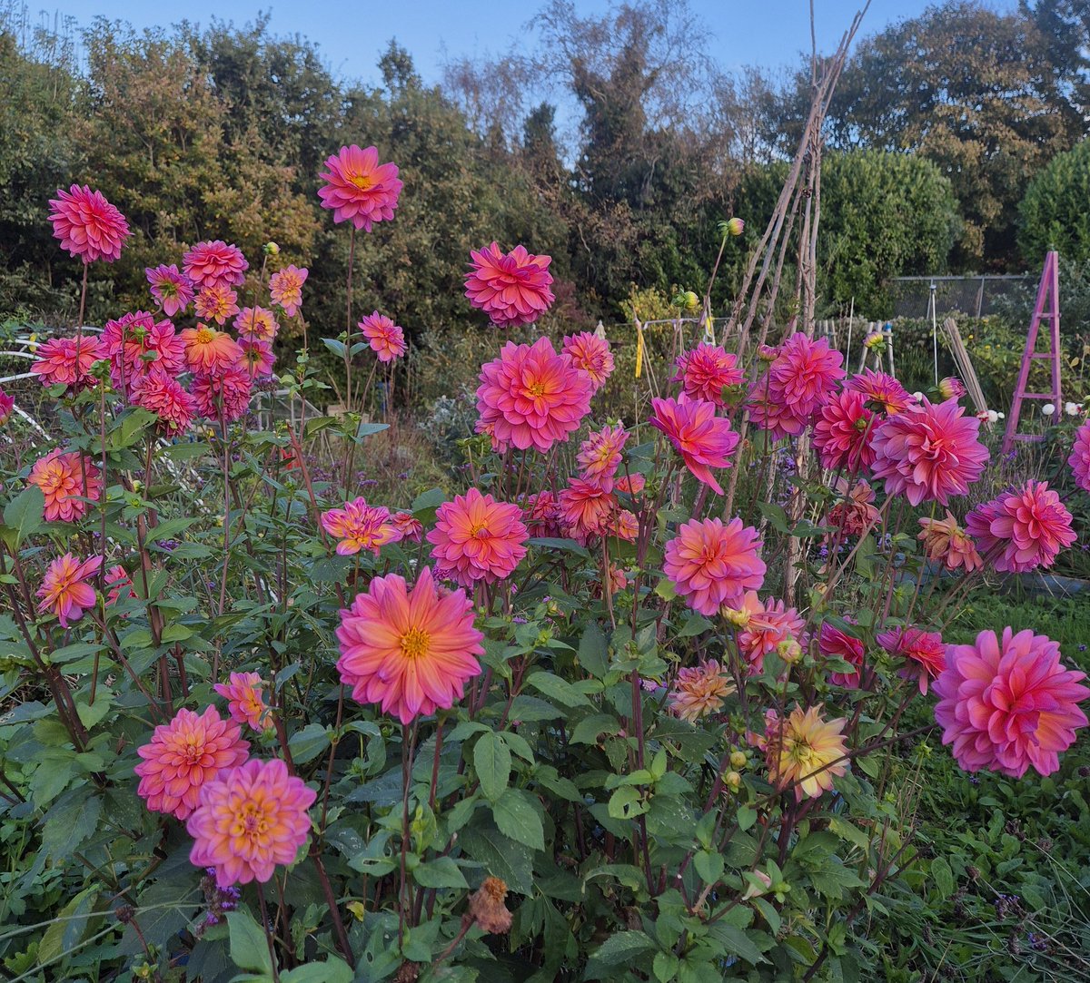 lovely_plot's tweet image. And this is why we deadhead until we can&apos;t deadhead no more... 
My Great Silence dahlias have really bounced back! 
Just look at them!! 😍❤️♥️🥰🥰
