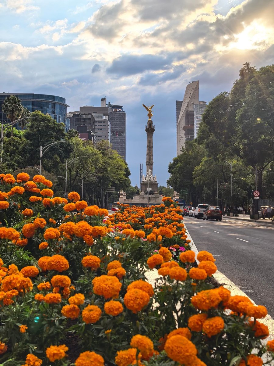 Se vistió de #Cempasúchil mi  CDMX 😍😍😍

#DiaDeMuertos 
#TradicionesMexicanas