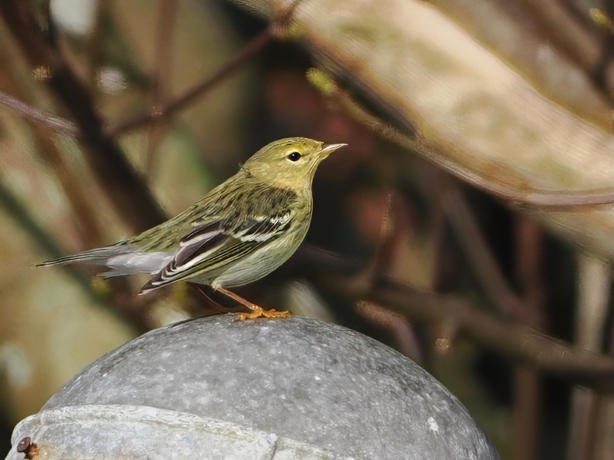 Finally gave into temptation and decided to go for the Blackpoll Warbler at Haroldswick this afternoon. Glad we did as it showed really well flycatching in the afternoon sun.