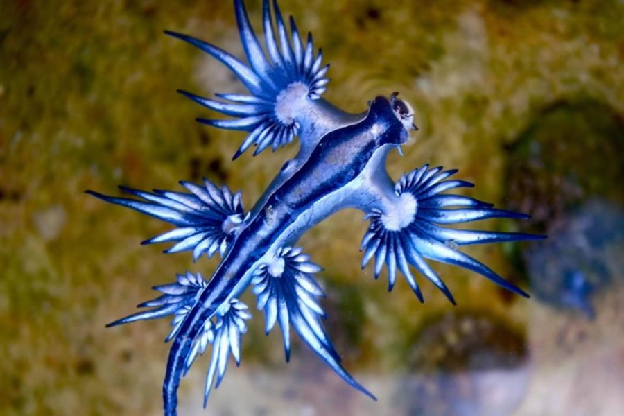 🚫🚫Canary Islands beach closed after sightings of dangerous ‘Blue Dragons’
‼️ The striking but potentially dangerous marine creatures, were spotted near the shoreline…

canarianweekly.com/posts/Canary-I…
