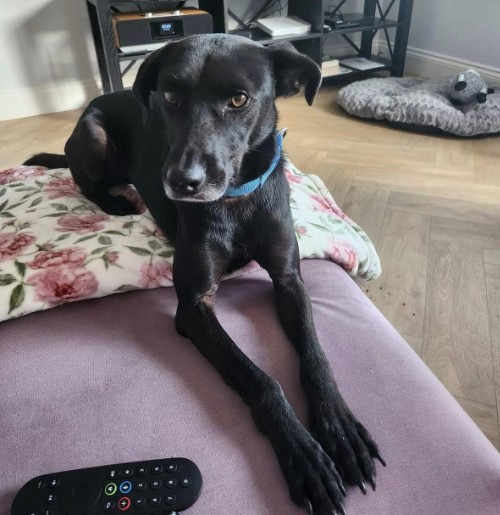 millypod1's tweet photo. SONNY HOME SAFE. THANKS FOR RT's😊🐕🐾

🆘29 SEPT 2025 #Lost Sonny #ScanMe
Black Labrador Cross Male
Frinton Road #KirbyCross #FrintonOnSea #CO13   SEEN:#ThorpeLeSoken #CO16 #Weeley #CO11 #Tendring #CO7 #LittleBentley #CO14
Titmarsh Marina #WaltonOnTheNaze
https://t.co/OU5PmjsLLm https://t.co/eSIixYTUjz