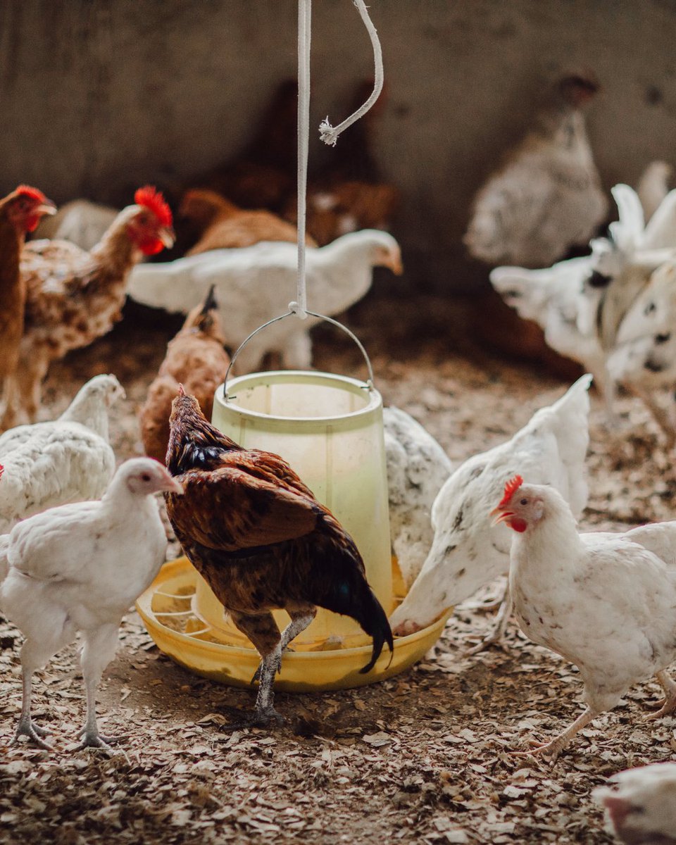 Our return to Uganda this summer was filled with celebration, service, and sustainability — and one exciting milestone: we doubled our poultry capacity! 

Thanks to a generous gift from Vineyard Academy, we added more chickens and new cages, strengthening food security and