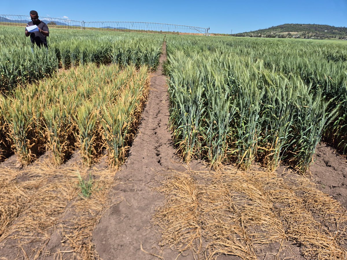 CAIGE tour in Australia from 10 to 18 October,2025 <a href="/ICARDA/">ICARDA</a>