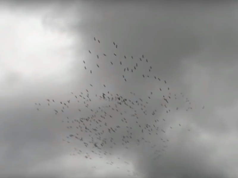 Eve Beglarian tweet media