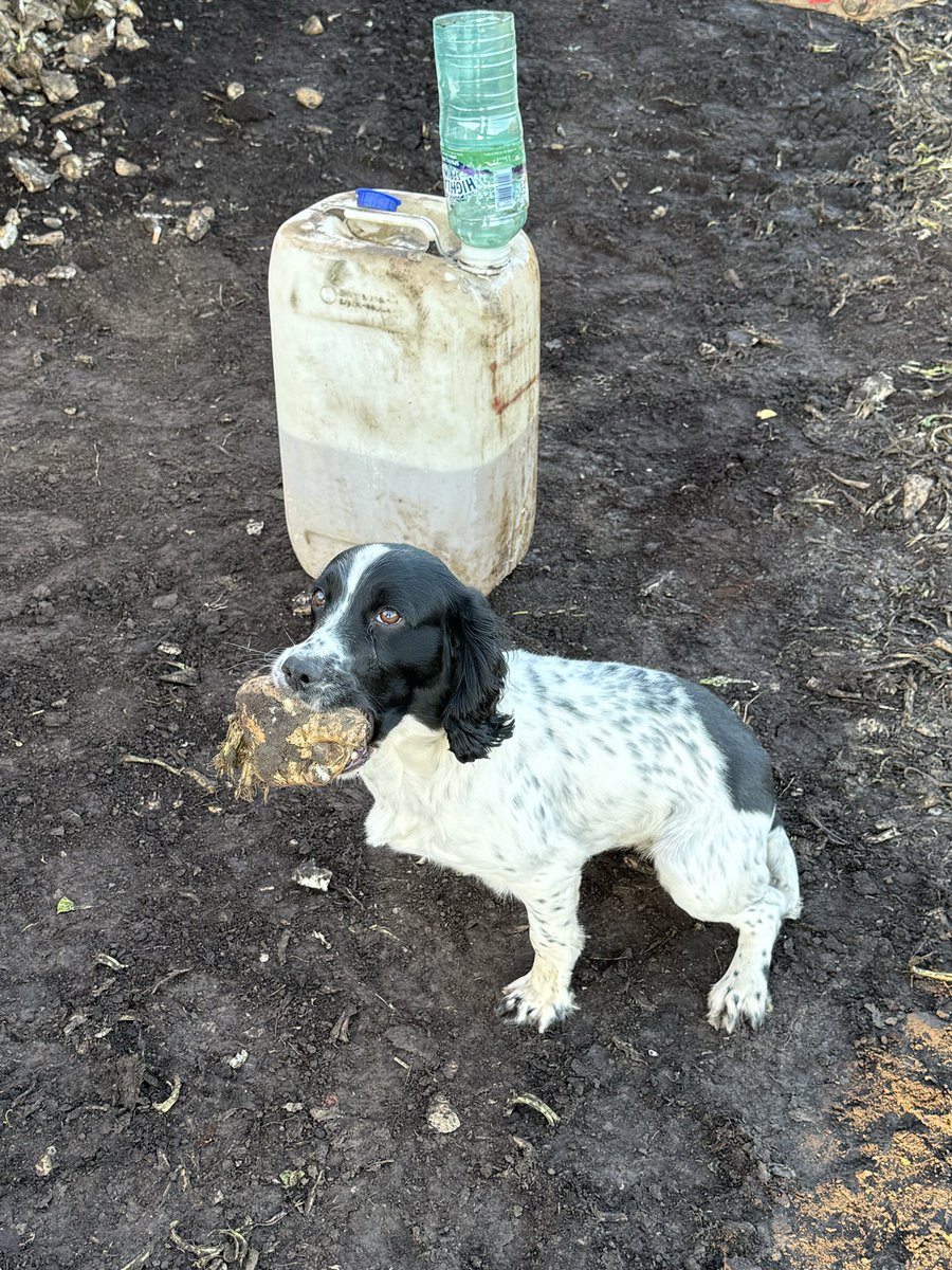 The best part of growing sugar beet ! The loaders spaniel highlight of the season !