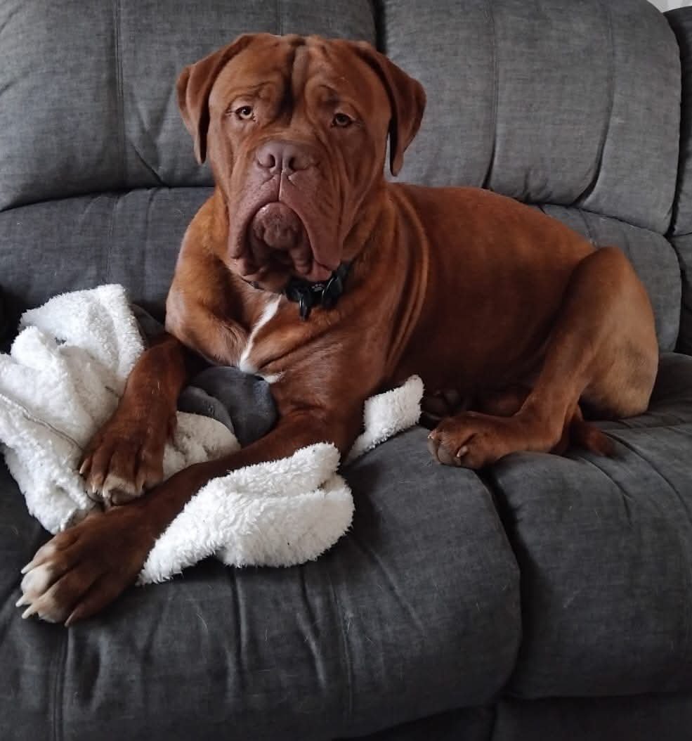 millypod1's tweet photo. BENTLEY HOME SAFE. THANKS FOR RT's πππΎ
π14 OCT 2025 #Lost Bentley #ScanMe
Dogue de Bordeaux Male
#IverHeath #Iver #Buckinghamshire #SL0
Believe to be in #Denham area https://t.co/hkm6wufNb5 https://t.co/BZh2EElbD5