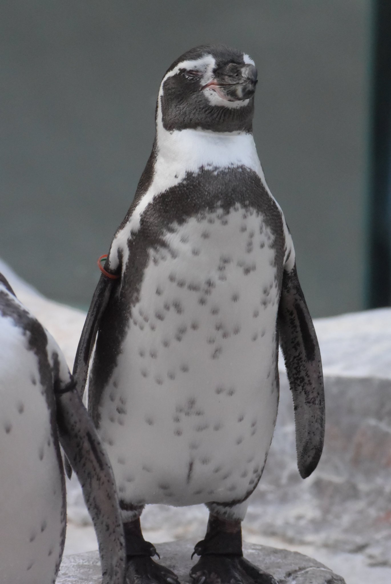 ペンギン様 生まれ変わり🍹 on X: 