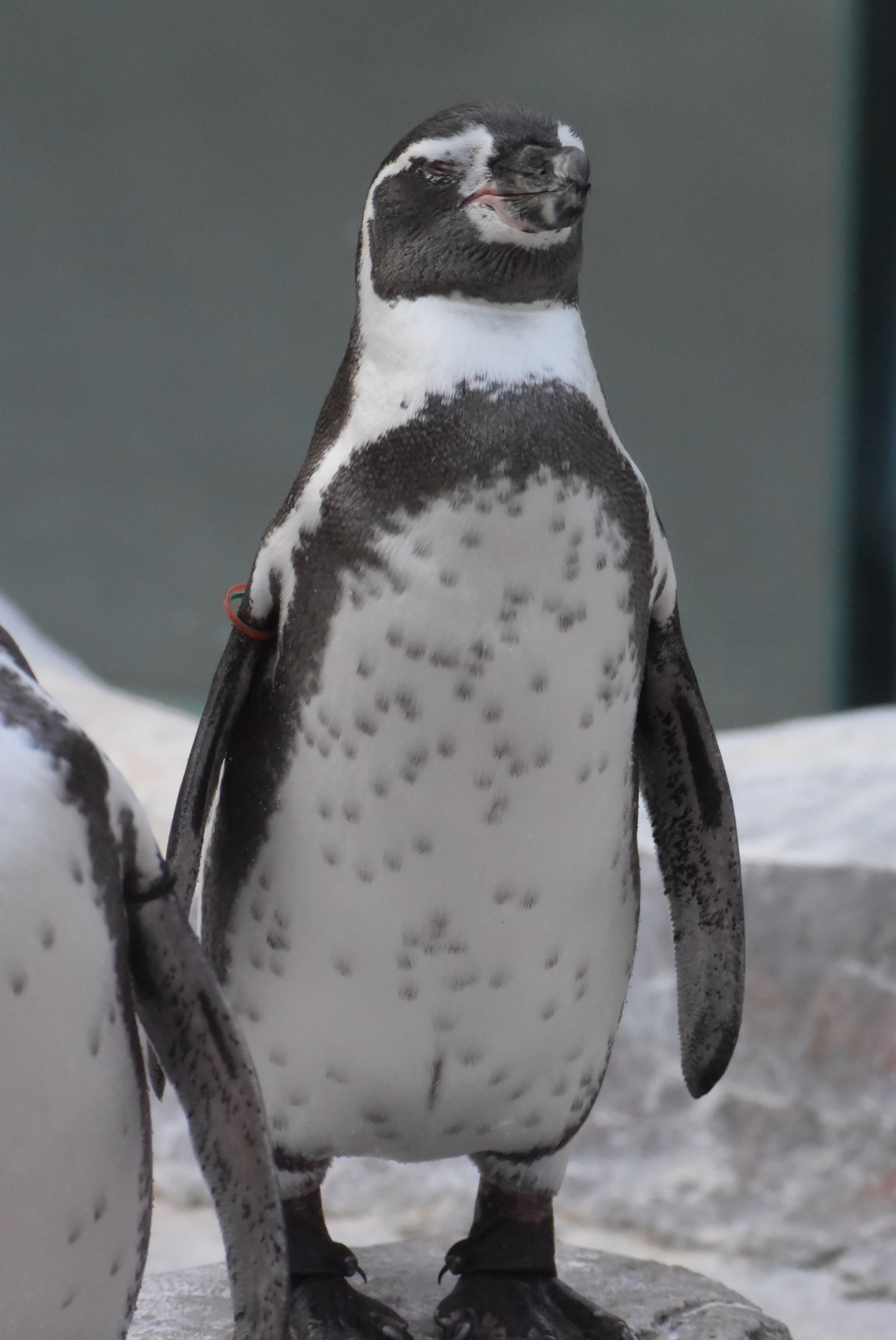 生まれ変わり🍹 on X: 