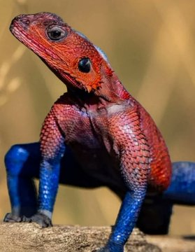 Mira lo que es el "lagarto Spiderman" o Agama de cabeza plana de Mwanza (Agama mwanzae)