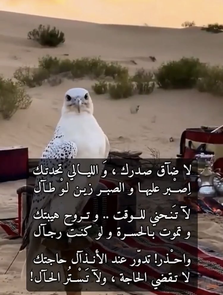 ابو محمد (@abomohamedx765) on Twitter photo 