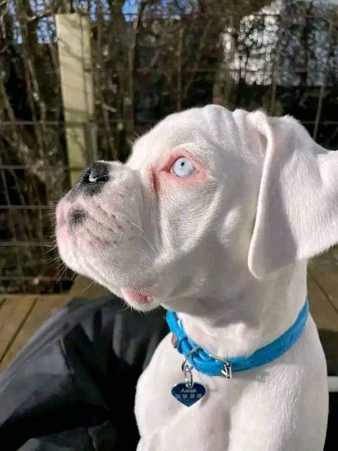 Boxer Dog Lovers & Owners tweet media