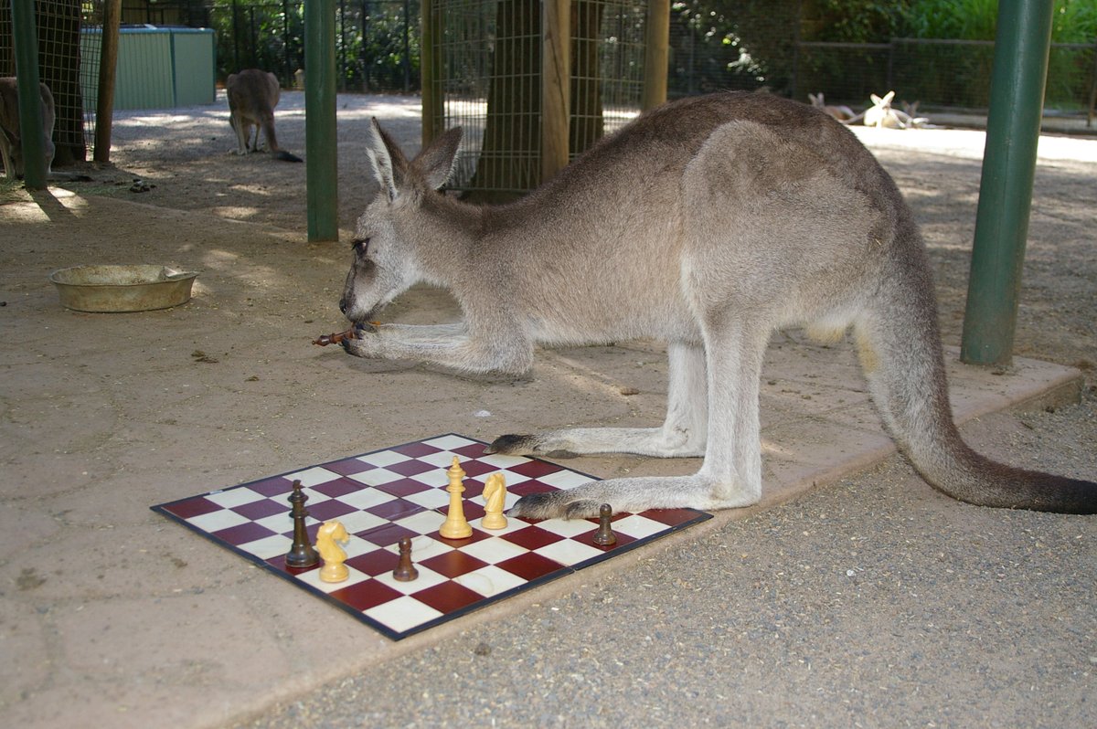 The cover photo was taken by Cathy Rogers at Featherdale Wildlife Park, a Sydney institution for more than 50 years. The kangaroos lacked concentration - this guy tried moving Black's b6 bishop when the task was very obviously White to play and draw.