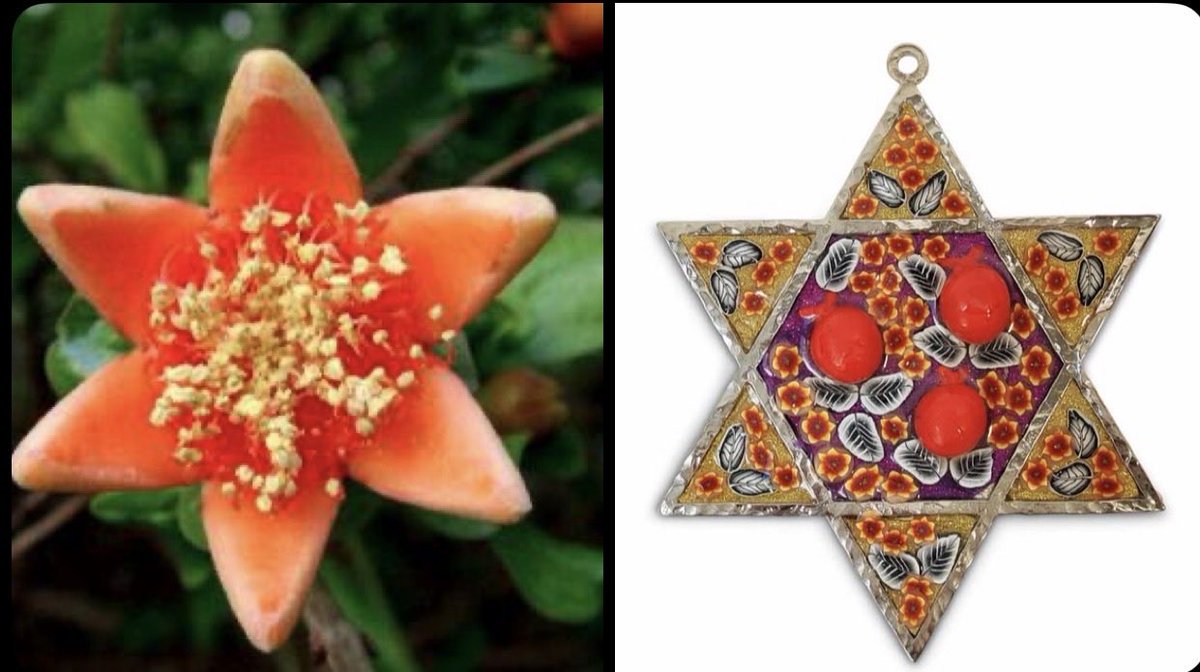 Joe Shakour tweet media