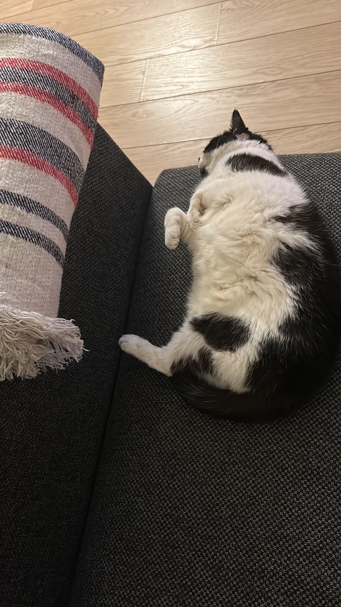 #CatsOfTwitter