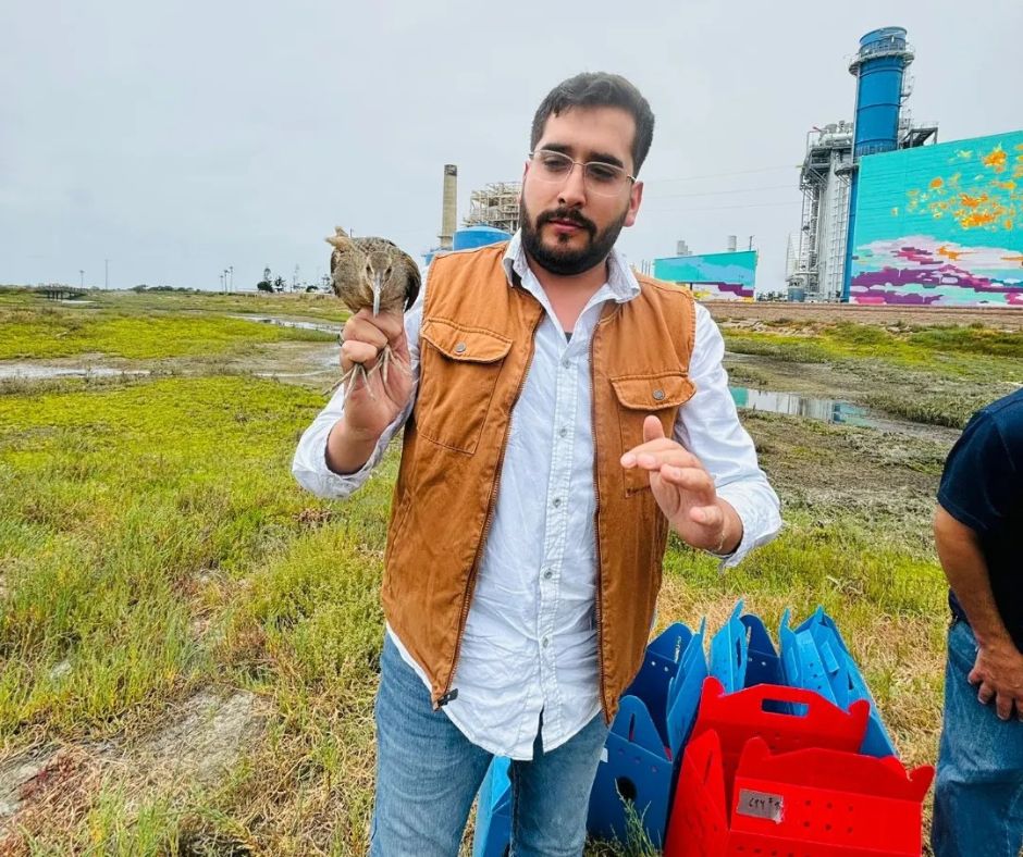 todoscicese's tweet photo. 12 individuos de rascón picudo (Rallus obsoletus levipes) fueron liberados en humedales del sur de California como un esfuerzo binacional. 

Hiram Moreno, estudiante de nuestro posgrado en Ciencias de la Vida, lidera el trabajo en territorio mexicano.
Más👉https://t.co/kp25IEIXTd https://t.co/NXFh7AOoFe