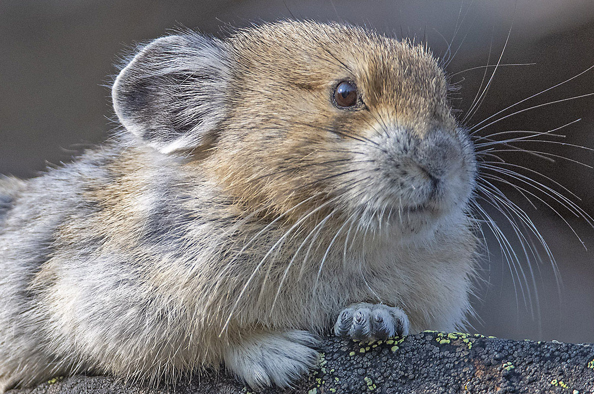 Pika: The Rock Rabbit - by Dr. Wayne Lynch
Every autumn, if I want to brighten my day, I drive to the mountains west of my home in Calgary to watch American pikas prepare for winter, and this year was no exception.
photonews.ca/pika-the-rock-…