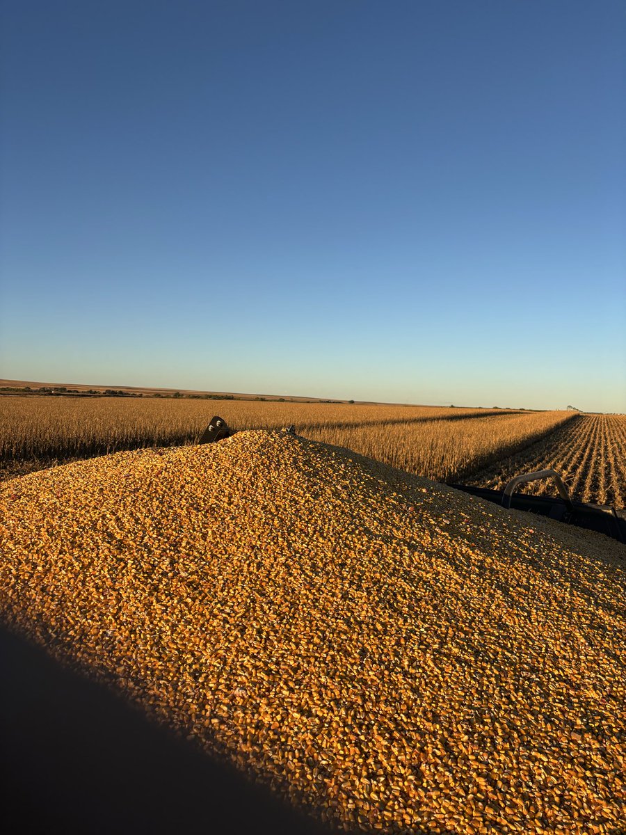 Early start on some #lowpopmafia #corn