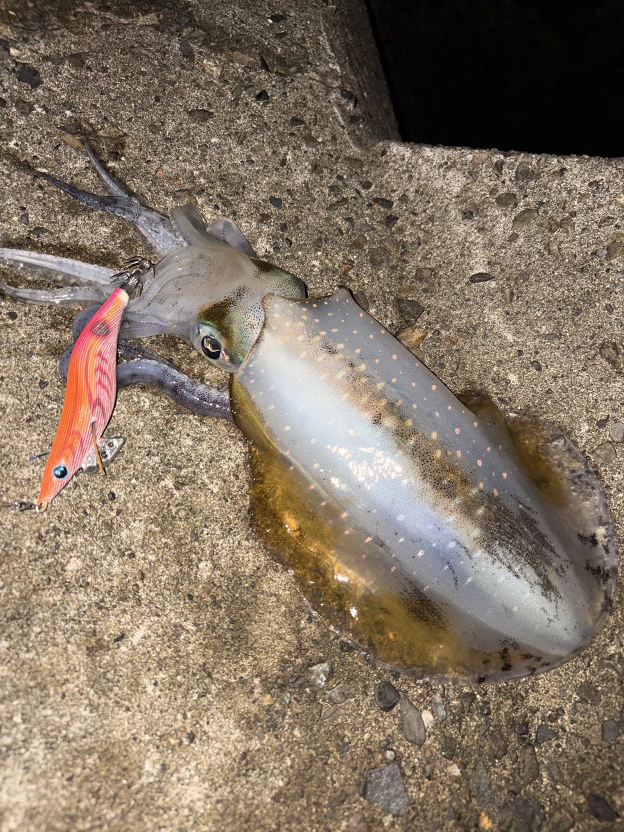 りょうへいページ りょうへい (@ryouhei118) / Posts / X