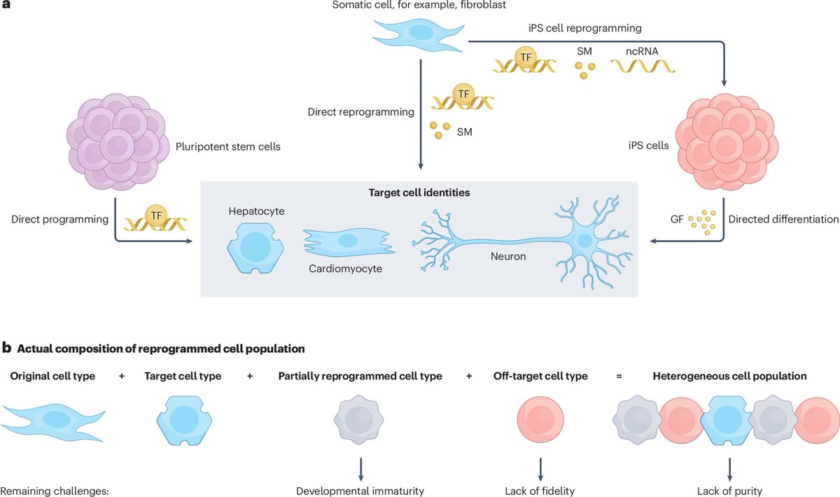 morris_lab's tweet image. New in Nature Reviews Genetics: my Review on how advanced genomic technologies are redefining cellular reprogramming: mapping trajectories, dissecting chromatin dynamics, + lineage tracing & synthetic circuits to push the boundaries of cell identity. rdcu.be/eLv1Z
