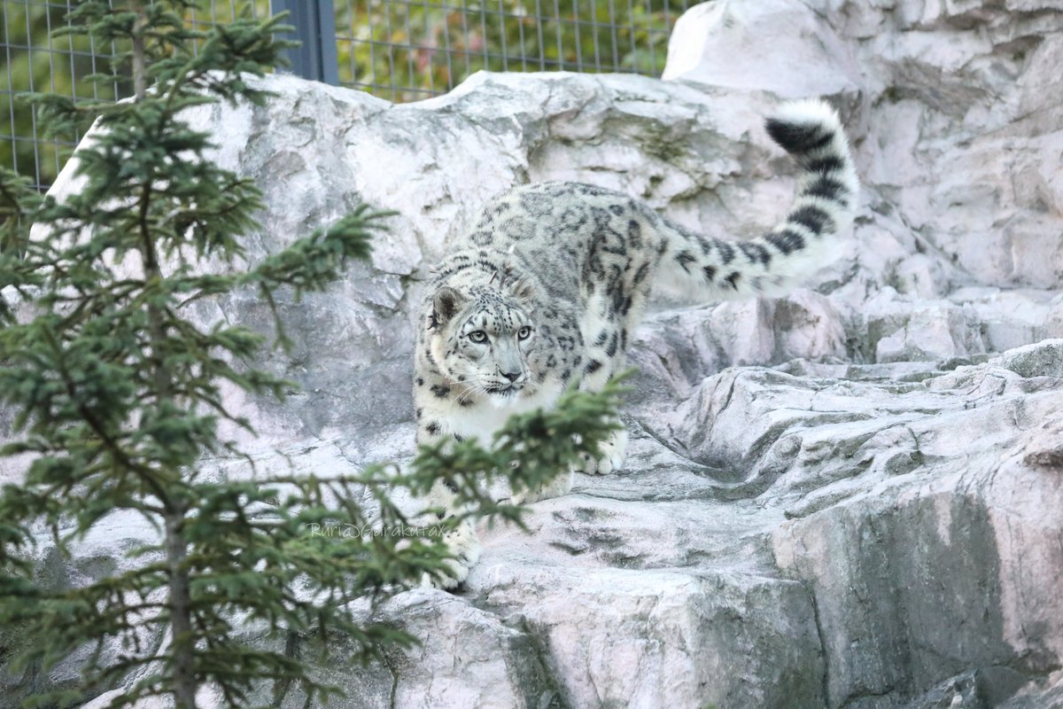 円山写ん歩
きりりと格好よい彼女
***
Take a walk at Maruyama Zoo
She's cool
***
🐾
🐾
#円山動物園 #ユキヒョウ #ヒカリ
#maruyamazoo #snowleopard #hikari