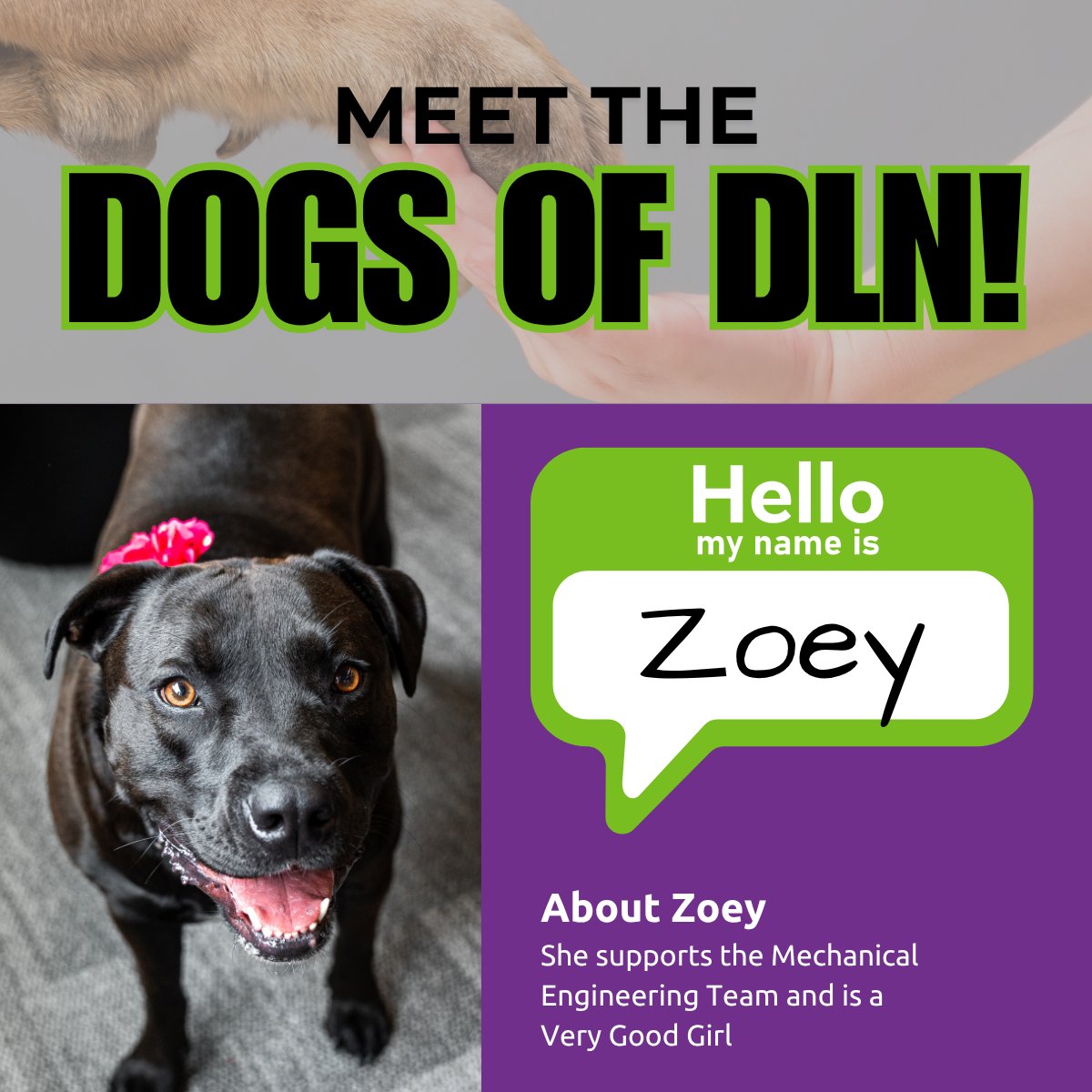 DLNIntegrated's tweet photo. Meet the Dogs of #DLN! Zoey spreads joy every time she's in the office. It's hard to have a bad day when you see her happy wagging tail! Meet all the pups >> https://t.co/7MU9woYTbx

🐩🐕🐾 
#DogsOfDLN
#DogFriendlyWorkplace
#VeryGoodGril https://t.co/6kk0kHHfYd