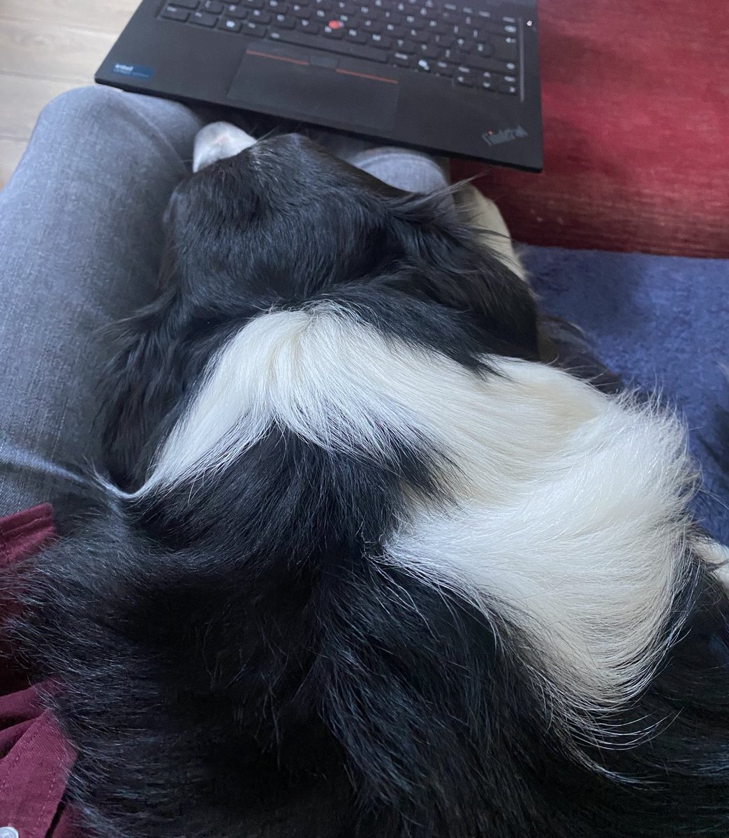 Laps are for dogs, not laptops! 
I actually had to push it out of the way, honestly mum, poor service!
