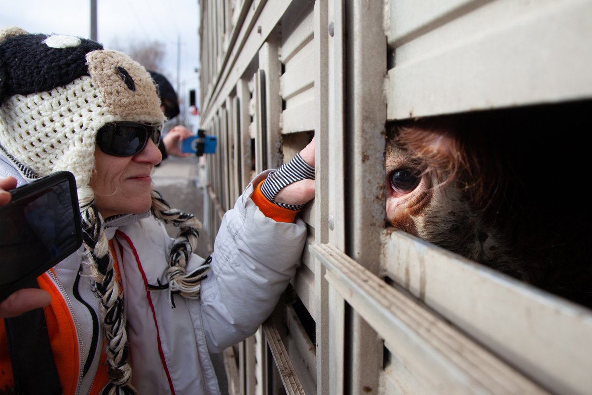 Bearing witness to the ones we eat during their last moments at the slaughterhouse changes you forever.

Please don't look away from them.
Be vegan and get active to help them.

Photo Louise Jorgensen / Toronto Cow Save

#Toronto #animals #cows