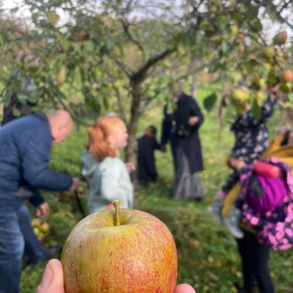 gme_trust's tweet photo. Today is national Apple Day, a chance to appreciate this humble orchard fruit that grows so beautifully across the UK. A number of our #GreenSpacesFund project plant apple trees at their projects, providing fruit for us and vital nectar for pollinators.
Photo: @Northern_LilyGM https://t.co/UN5OvzePsK