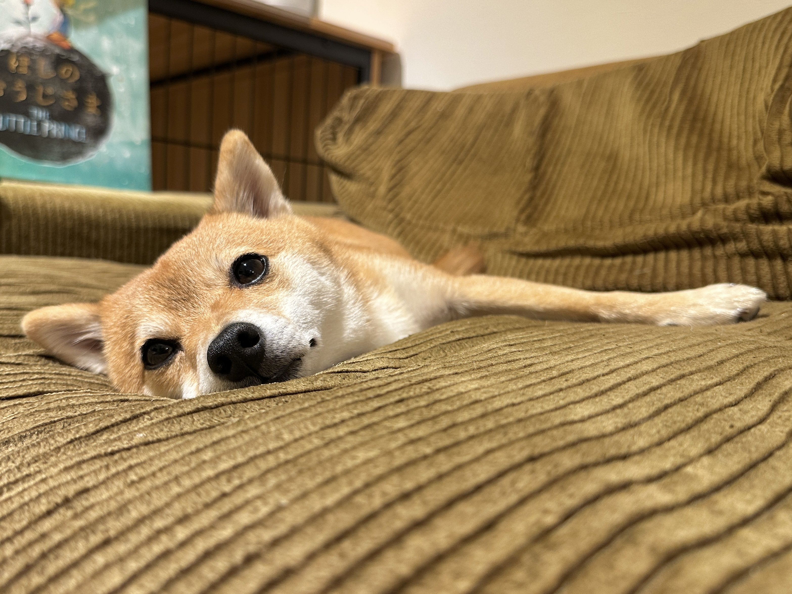 豆柴 豆柴♂2510ォ0929 - YouTube