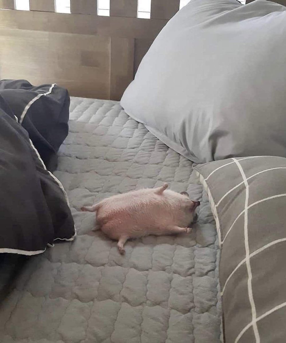 "tomorrow i’ll wake up early to do it"

me at 10am: