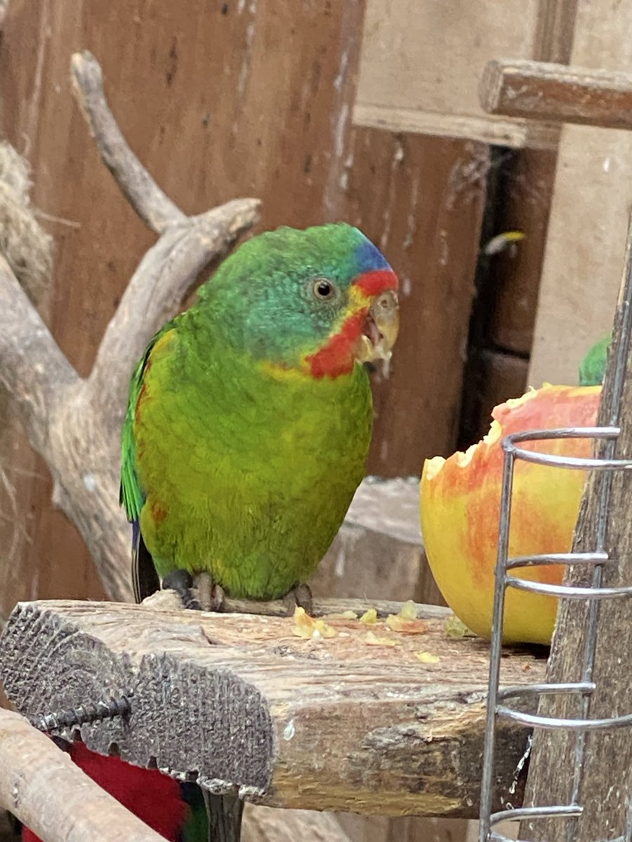 DominikaWalus's tweet image. Znikła mi z woliery samiczka #SwiftParrot po przejściach, ze złamaną szczęką. Nie ma jej, nie ma ciałka ani pozostałości po nim - piór, czaszki, obrączki, etc. Przeszukałam całą wolierę, wszystkie budki, dziurki, schowki… nie ma śladu.
Na pewno nie uciekła.
Na fotce samiec.