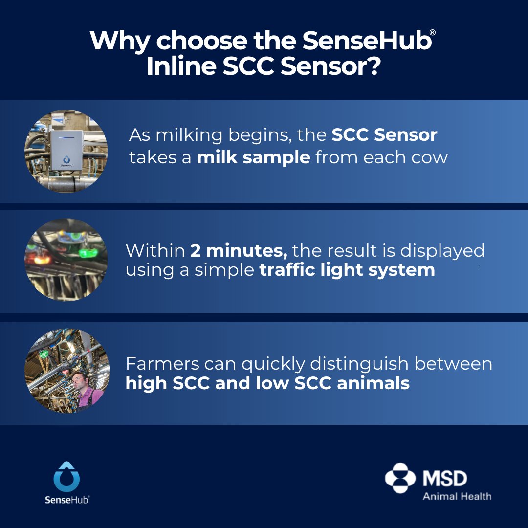 High somatic cell counts can seriously affect profitability. Discover the advantages of the SenseHub Inline SCC Sensor! 🐄📈

It makes sense to choose SenseHub. Join the SenseHub Community today👉 ie.sensehub.com/milk-monitorin…

#SenseHub #FarmWithMoreFreedom