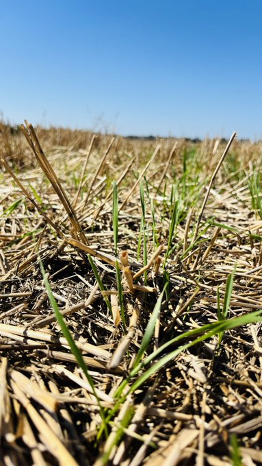 In South Dakota, the last day for planting winter wheat with full crop insurance coverage is October 15, 2025. 
With the warm fall in SD from the last 5-6 years, I believe, we need to work with the Risk Management Agency (RMA) to revise this to October 20 or 25. <a href="/wheatsd/">SD Wheat </a> <a href="/usdaRMA/">Risk Management Agency</a>