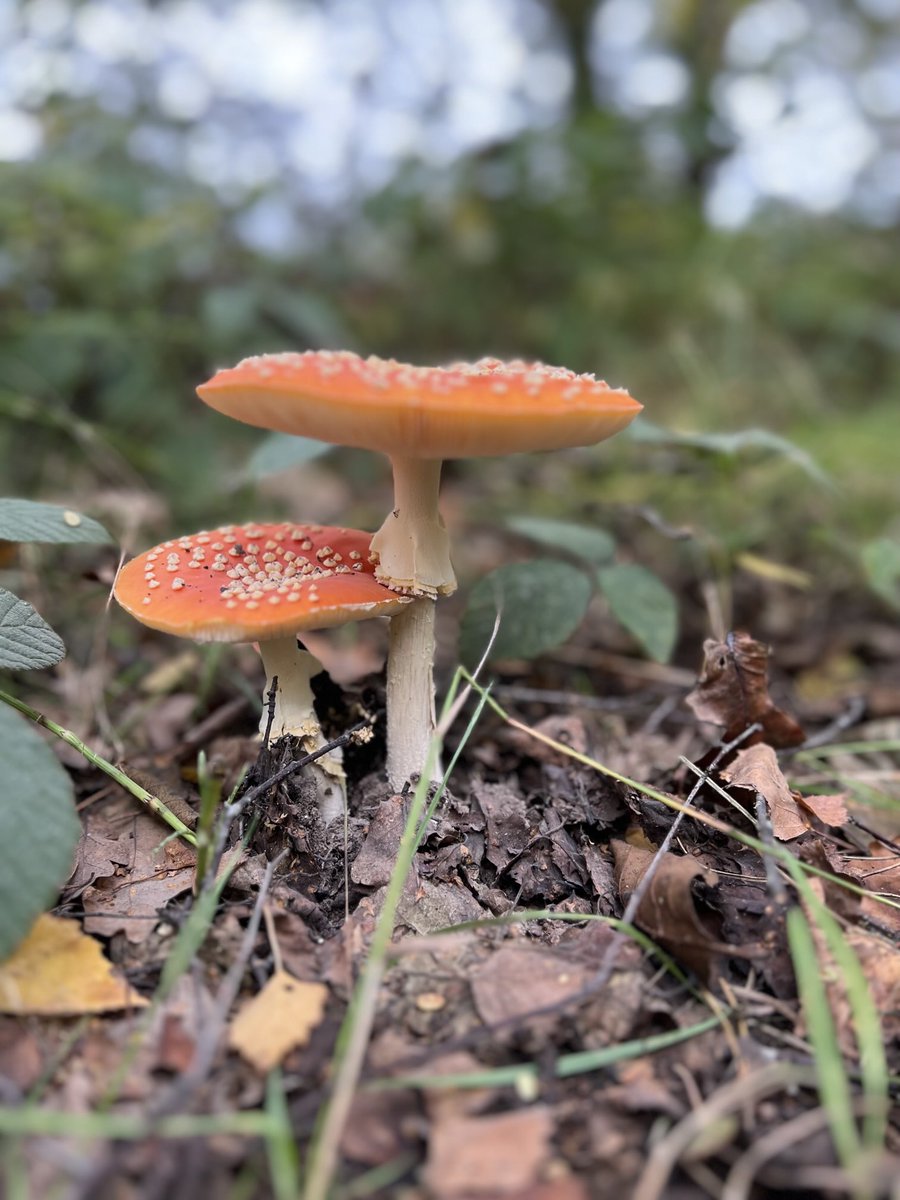 Tidyboilerone's tweet photo. Wow! Amazing fungi ~ today between Fradley & Kings Bromley.
#autumn #towpath #canallife #towpathfinds #fungi https://t.co/Z3eEEAMS4T