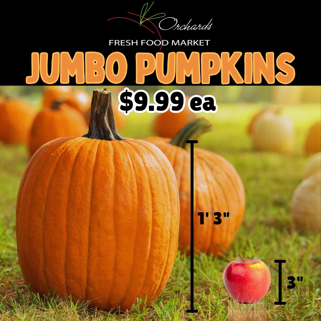 OrchardsFF's tweet image. BREAKING NEWS! Fall's biggest celebrities have arrived: the JUMBO Pumpkins! They are ridiculously, unbelievably, massively HUGE! Get the giant gourd of your dreams TODAY! #jumbopumpkin #JackOLantern #carvingart #pumpkinseason #onlyatorchards #wherefreshcomesfrom