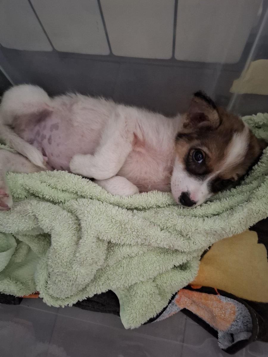 🚨🐾Hitno mu treba dom🚨🐾Ostavljen u Ada molu ,star je oko 2 meseca 🚨🐾Dom ili smestaj 🚨 HITNO JE 🐾🚨