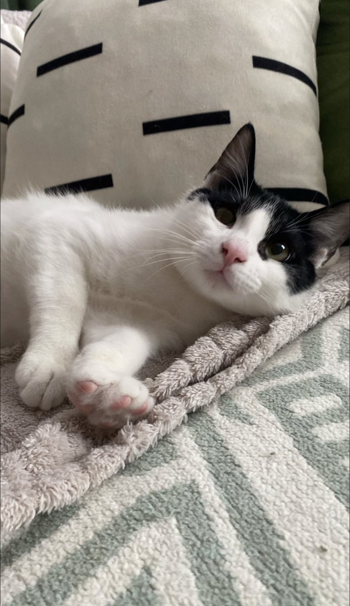 Çocuğum 8 ayda anca bulduğu yuvasına gidemiyor... Gönüllü naklinin başka bir işi çıktı acil nakil arıyoruz. İstanbuldan Edremit ya da Ayvacık'a gidenler nolur ulaşsın