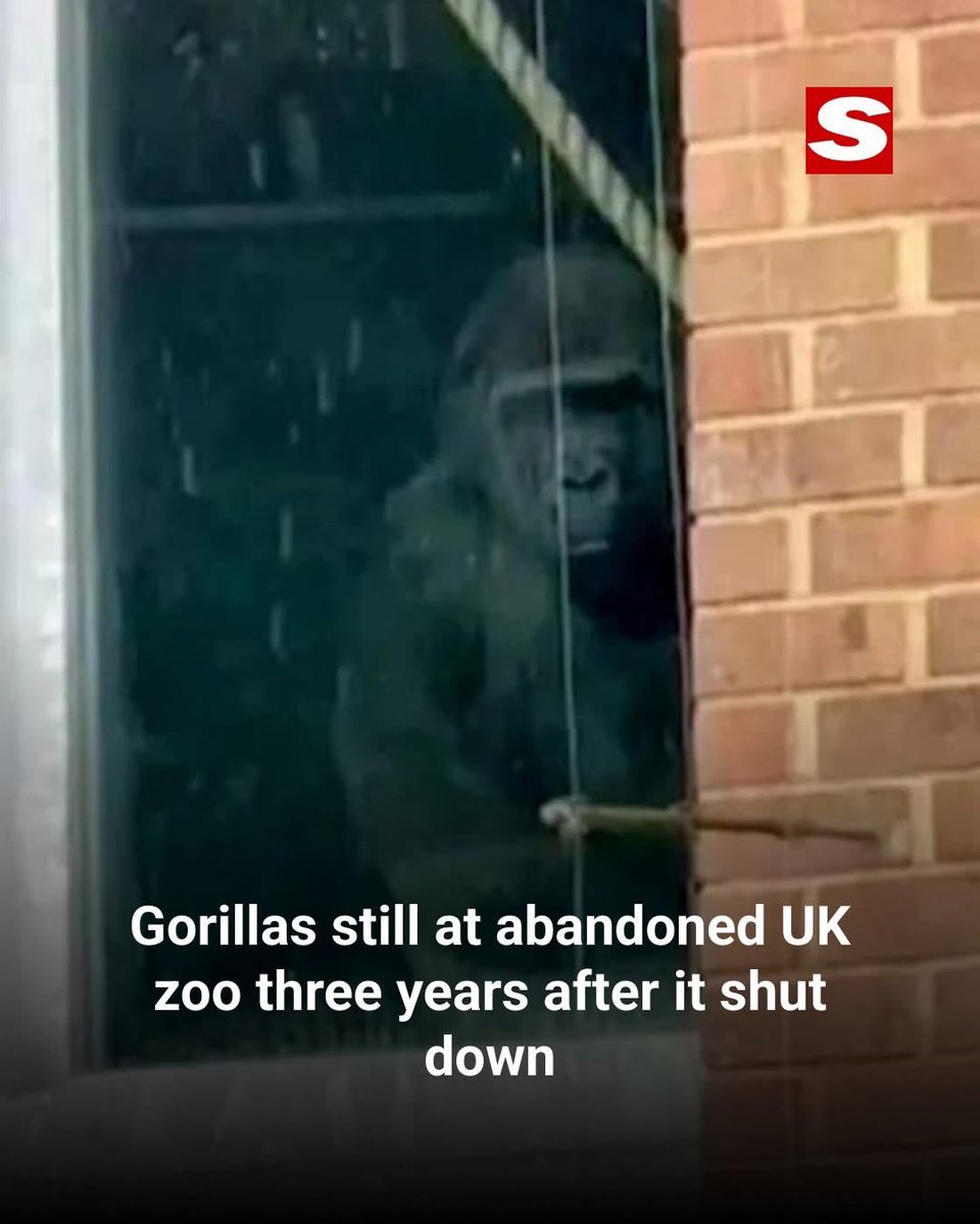 dominic dyer tweet media