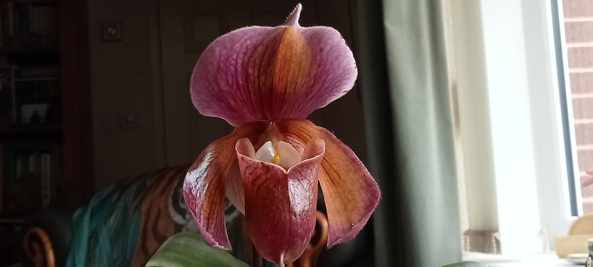 Spicy is coming along with more buds to open as King Arthur begins to fade after 12 weeks on show