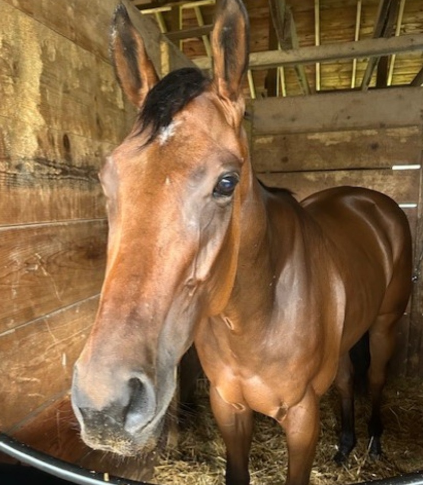 MJM_Stable's tweet image. Crabcakes N Beer closed impressively grabbing a very good second @DelParkRacing in a tough starter allowance under a very strong ride by @VCarrasco28 never giving up on him Continued excellent training job by @carrasco_racing with this gelding. We will get the win next time!