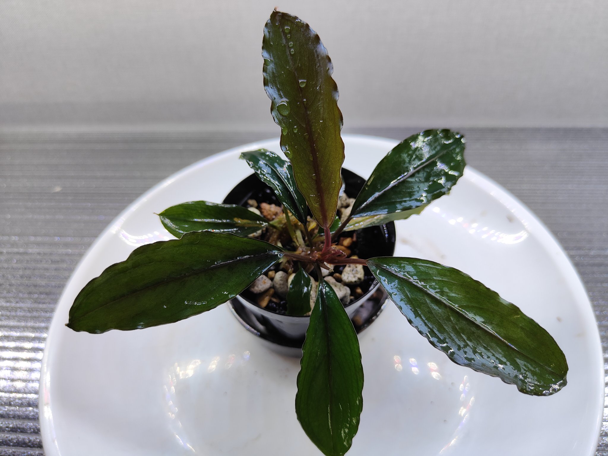 超希少❗️アグラオネマゴールデンドラゴン新葉展開中✨️ 超希少❗️アグラオネマゴールデンドラゴン新葉展開中